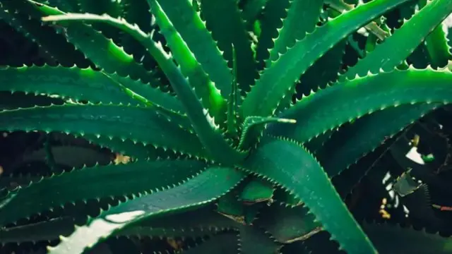 Aloe Vera